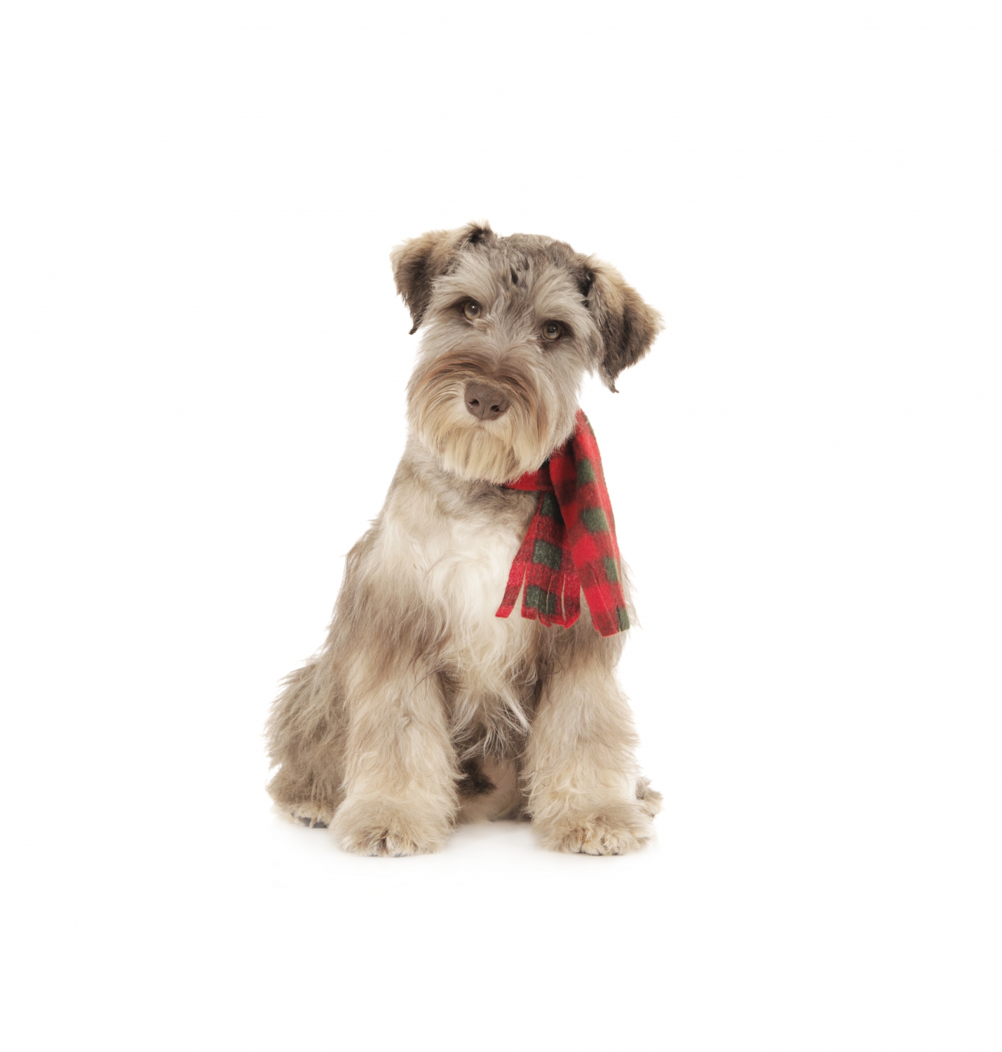 teddybear schnoodles smeraglia